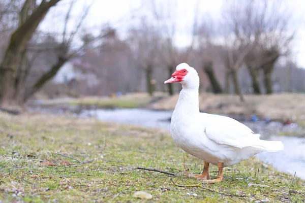 Över Vit Muscovy Duck Står Bredvid Dammen Lokal Husdjursodling — Stockfoto