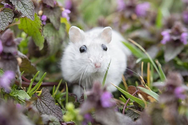 Witte Hamster Tegen Achtergrond Van Een Mooie Lente — Stockfoto