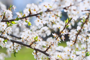 Mavi gökyüzüne karşı kiraz çiçekleri açar