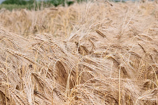 Ears Ripe Barley Growing Farm Field — Stock Photo, Image