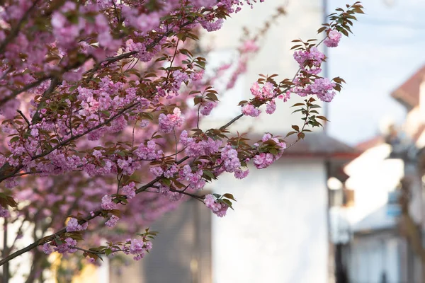 Beautiful Blooming Sakura Flowers Trees Alley Sakura Pink Flowers Fresh — Stock Photo, Image