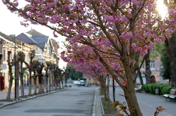 Lindas Flores Sakura Florescendo Árvores Beco Sakura Flores Rosa Folhas — Fotografia de Stock