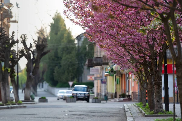 Gyönyörű Virágzó Sakura Virágok Fák Között Sikátorban Sakura Rózsaszín Virágok — Stock Fotó