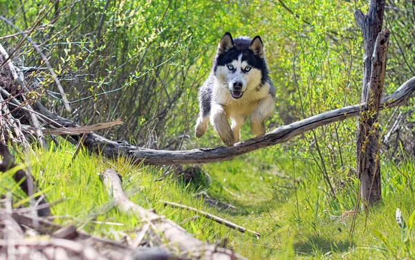 Husky Saltar Sobre Tronco Árbol Bosque —  Fotos de Stock