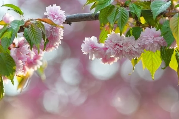 Frühling Blühen Rosa Sakura Blüten Vintage Süßkirschblüte Weichen Ton Textur — Stockfoto