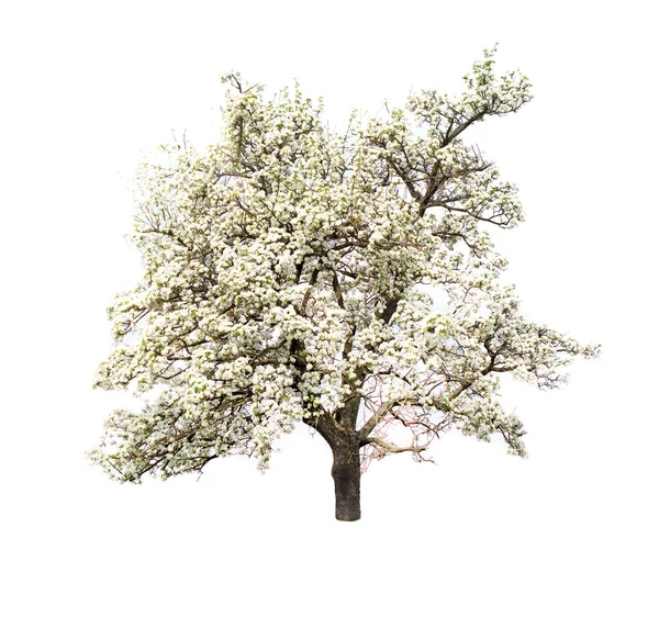 在白色背景上隔绝的开花梨树 — 图库照片