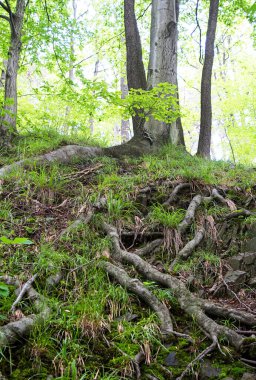 Ağaç kökleri. Ormanda ağaç kökleri