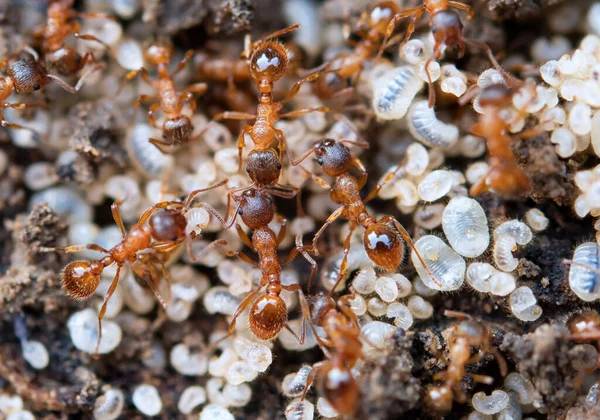 Hormigas Protegiendo Larvas Huevos Extremamente Cerca Con Alto Aumento —  Fotos de Stock