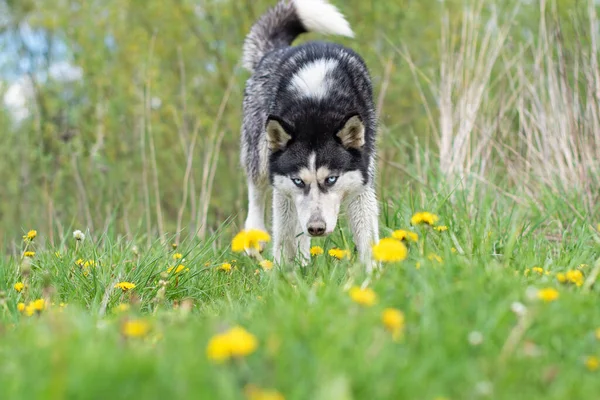 Hermoso Husky Siberiano Caminando Campo Flores —  Fotos de Stock