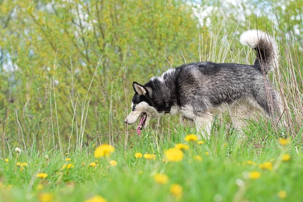 Vacker Sibirisk Husky Promenader Blomma Fält — Stockfoto