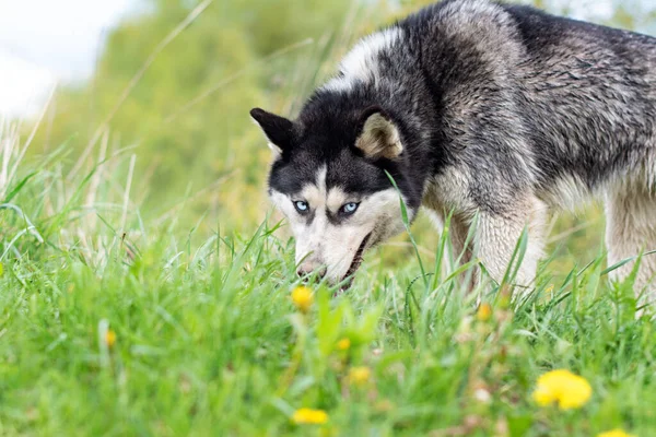 Bela Siberiana Husky Andando Campo Flores — Fotografia de Stock