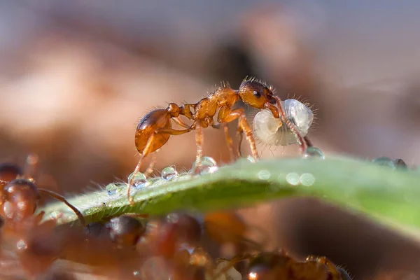 Las Hormigas Trabajo Caminan Sobre Las Ramas Para Proteger Nido —  Fotos de Stock