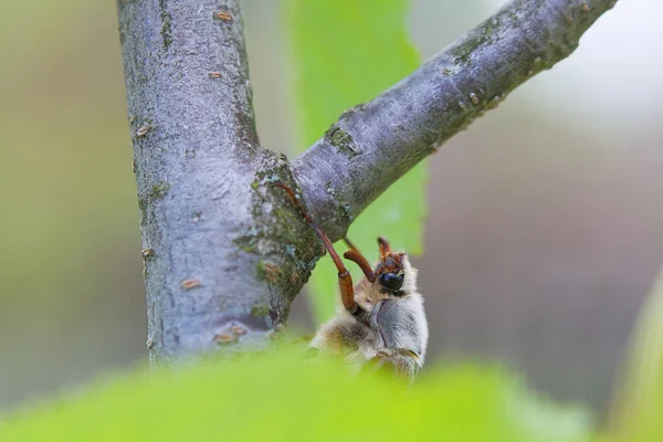 Primer Plano Del Escarabajo Hojarasca Sobre Hoja Del Árbol Los — Foto de Stock