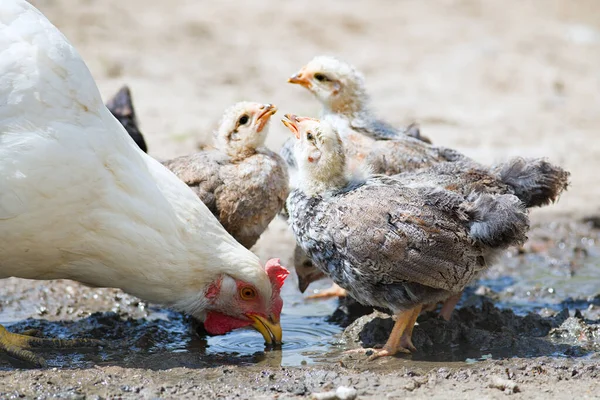 Chickens Puddle Drink Water Aclose — Stock Photo, Image