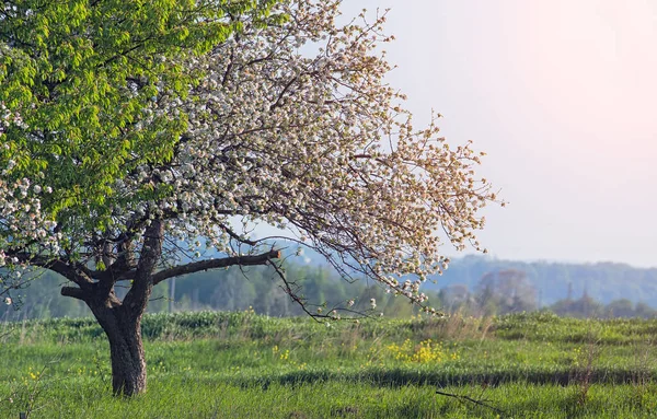 Bloeiende Appeltuin Het Voorjaar Sluiten — Stockfoto