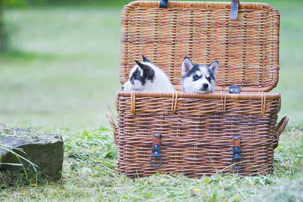 Cucciolo Husky Cesto Primo Piano — Foto Stock