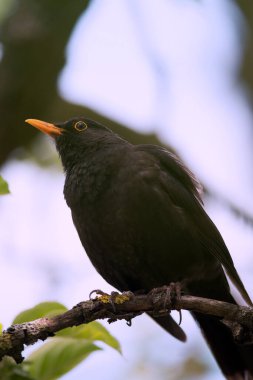 Karatavuk ya da Turdus Merula 'nın bahar zamanı bir ağaçta çekilmiş hali. Erkek karatavuk ağaçta oturuyor.