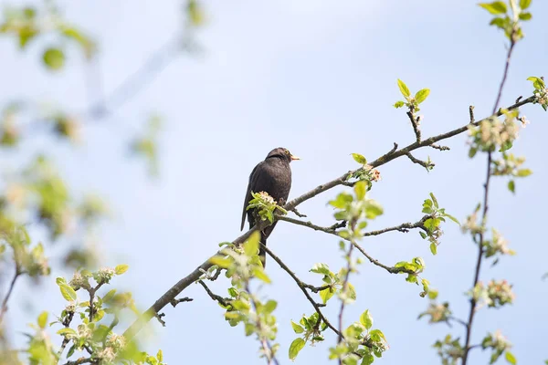 Mężczyzna Blackbird Lub Turdus Merula Wiosną Strzał Drzewo Mężczyzna Kos — Zdjęcie stockowe