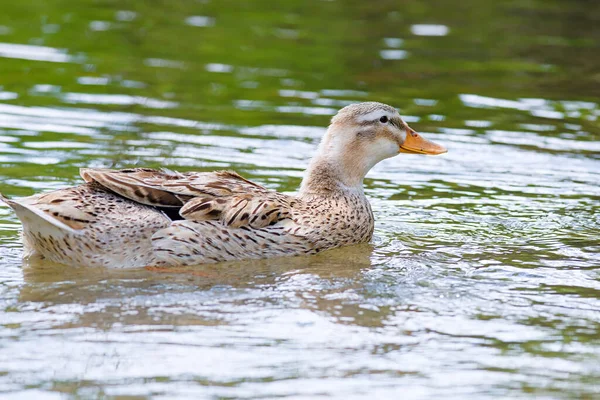 Duck Swimming Summer Lake Close — Stock Photo, Image