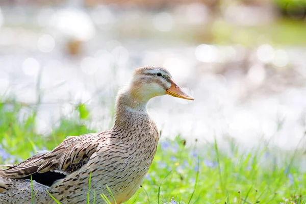 Patos Estão Tomando Sol Perto Rio Aldeia Grama — Fotografia de Stock