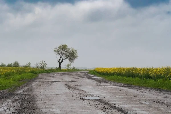 Campo Giallo Colza Fiorita Albero Contro Montagne Con Cielo — Foto Stock