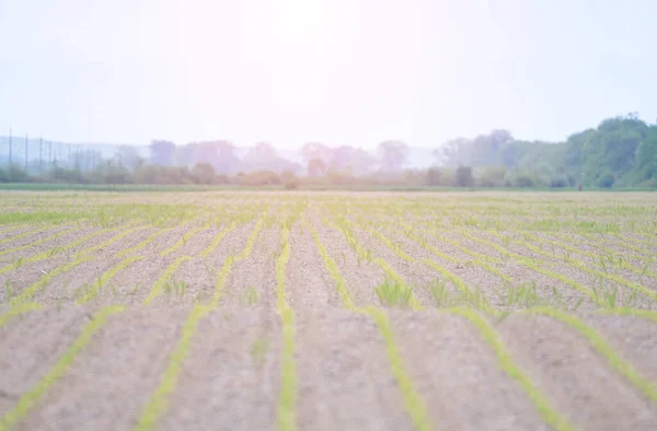 Champ Maïs Les Lignes Dans Nature Paysage Matin Avec Lumière — Photo