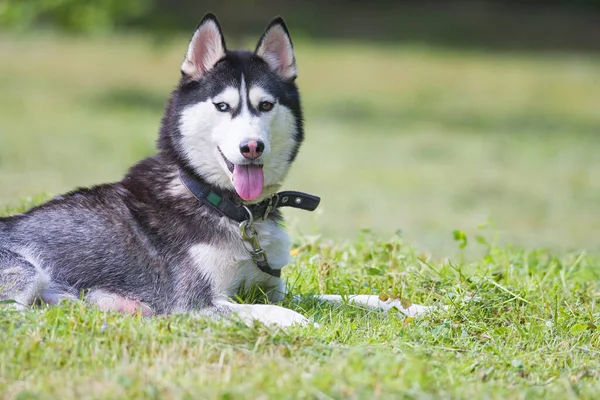 Bonito Jogo Siberiano Husky Grama Cão Bonito — Fotografia de Stock