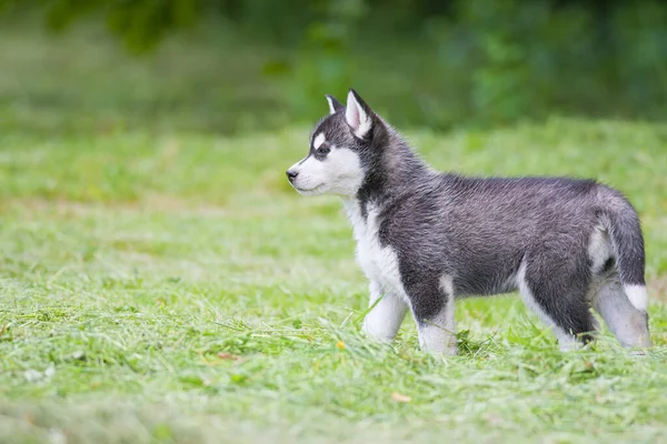 Chiot Husky Sibérien Mignon Sur Herbe — Photo