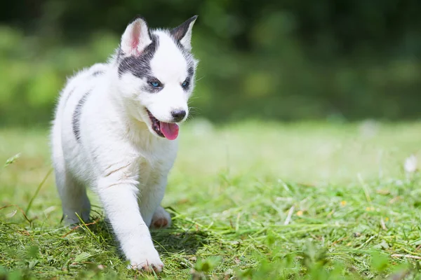 Leuke Siberische Husky Puppy Gras — Stockfoto