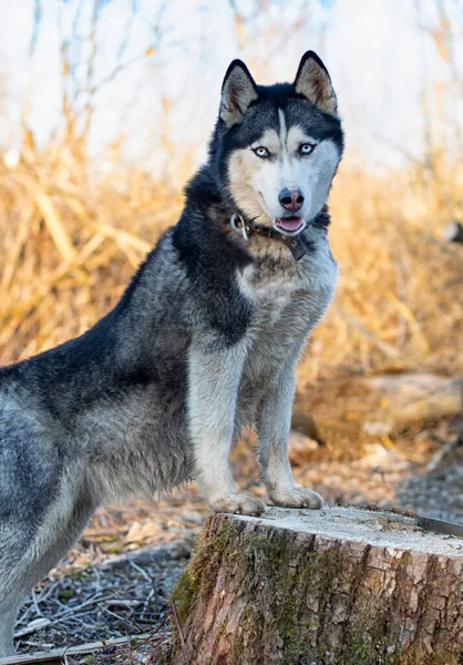 Szibériai Husky Áll Egy Fatönkön Közelkép — Stock Fotó