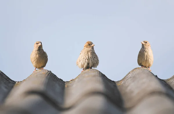 Sparrows Sitting Roof Top Close — Stock Photo, Image