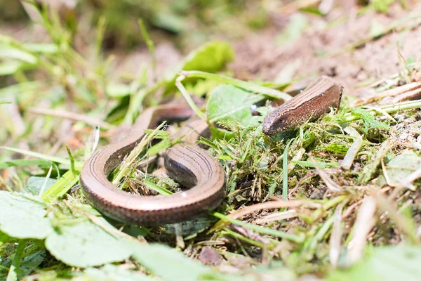 Verme Lento Anguis Fragilis Para Sol Chão Musgoso — Fotografia de Stock