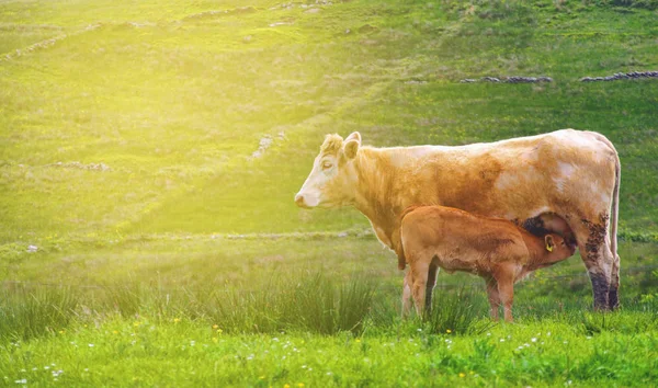 Bela fotografia irlandesa campo countyside com vacas em um verde — Fotografia de Stock