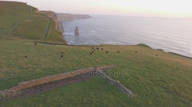 Hava İrlanda kırsal turizm cazibe County Clare. Moher kayalıklarla ve castle İrlanda. Epik İrlandalı manzara vahşi Atlantik yol boyunca. Güzel manzaralı İrlandalı doğa. Düz video
