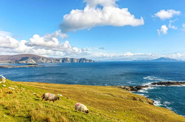 Hermoso paisaje rural irlandés naturaleza ovejas del noroeste de Irlanda. isla de achill escénica a lo largo de la ruta atlántica salvaje. famosa atracción turística irlandesa . — Foto de Stock