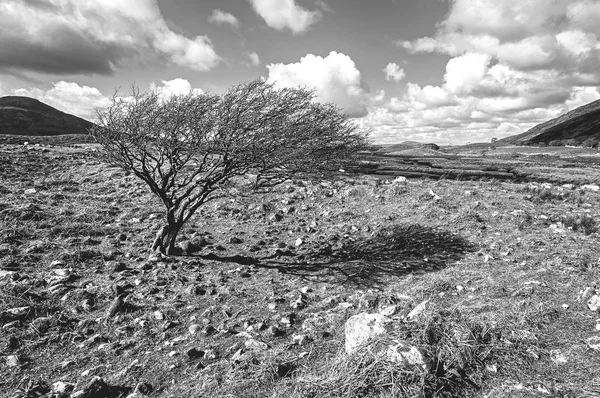美丽风景爱尔兰乡村的黑白图片 — 图库照片