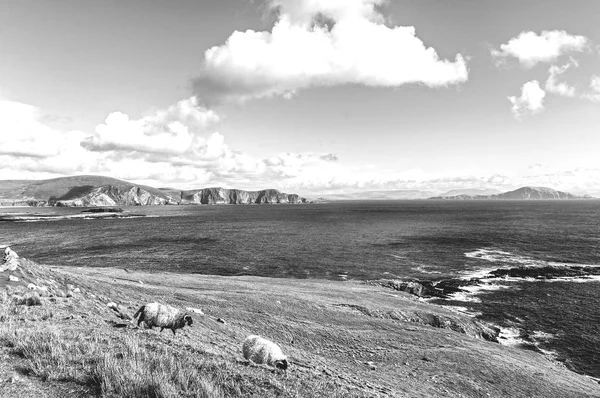 Image en noir et blanc d'une belle campagne irlandaise pittoresque — Photo