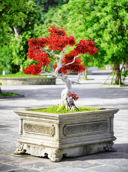 Festői piros Bonsai fa nő a pot szabadban — Stock Fotó