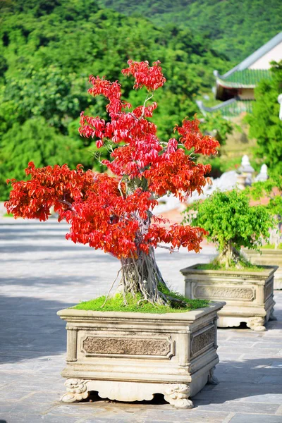 Csodálatos piros Bonsai fa nő a pot szabadban — Stock Fotó