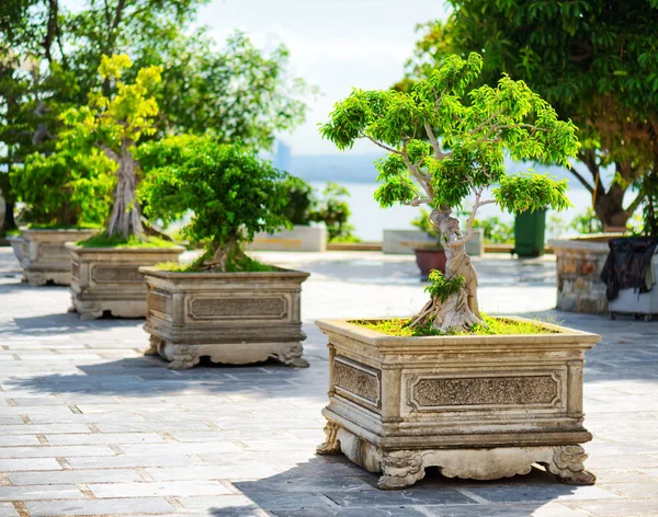 Scenic green Bonsai trees growing in pots outdoors — Stock Photo, Image