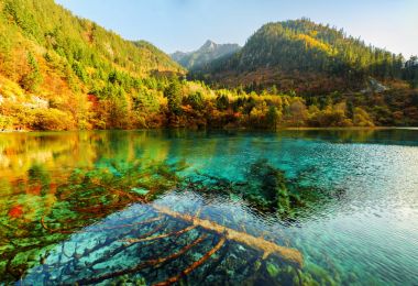 Beş çiçek göle batık düşmüş ağaç görünümünde fantastik