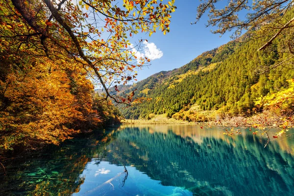 Beautiful view of lake with submerged tree trunks — Stock Photo, Image