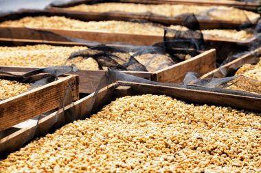 Kahve çekirdekleri ahşap palet üzerinde güneşte kurutma