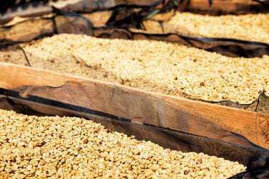 Arabica kahve çekirdekleri güneşte kurutma taze ürün