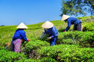 Yeşil çay yaprakları toplama geleneksel şapka işçi