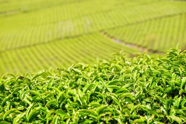 İnanılmaz genç üst taze parlak yeşil çay yaprakları