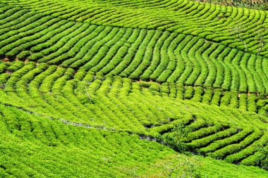 Genç parlak yeşil çay çalılar güzel satırları