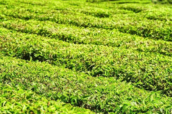 차 밭에 나무의 아름 다운 밝은 녹색 행 — 스톡 사진