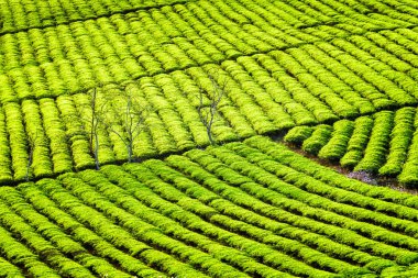 Çay çalılar, çay plantasyon güzel parlak yeşil satırları