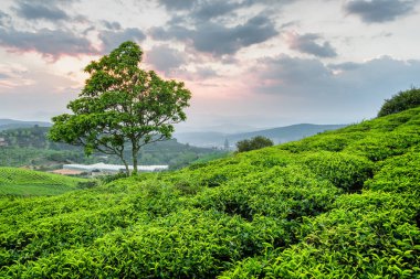 Yeşil çay çalılar ve günbatımı gökyüzü arka plan üzerinde doğal ağaç